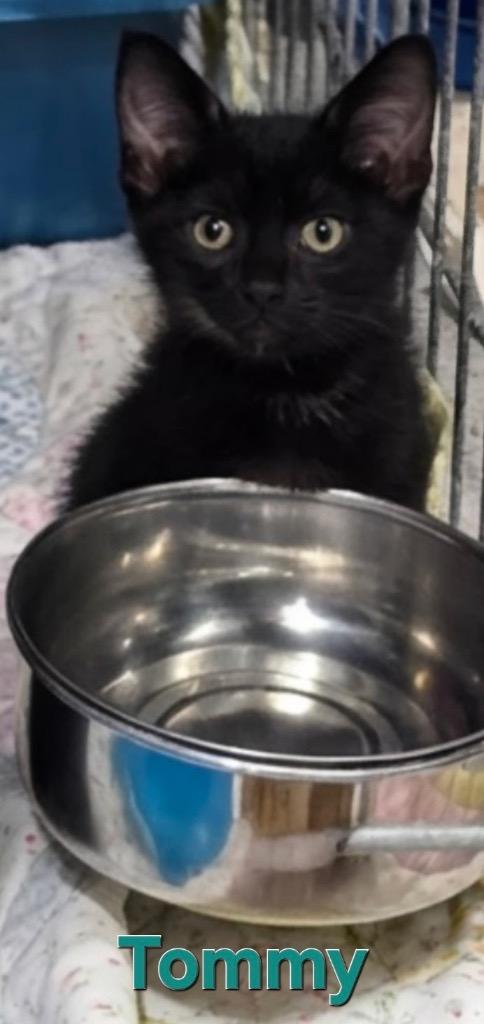 Tommy, Adoptable, Young Male Bombay.