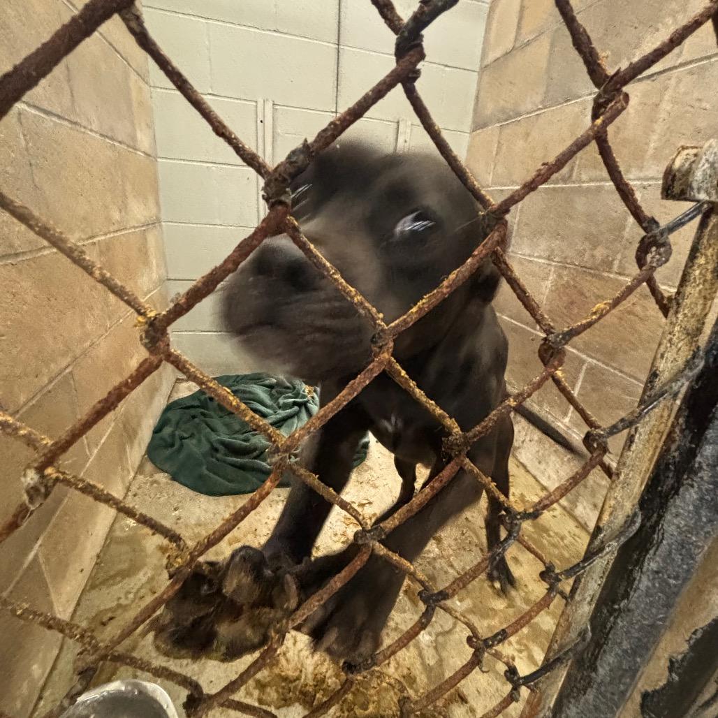 Zoomer, Adoptable, Adult Male Mixed Breed.