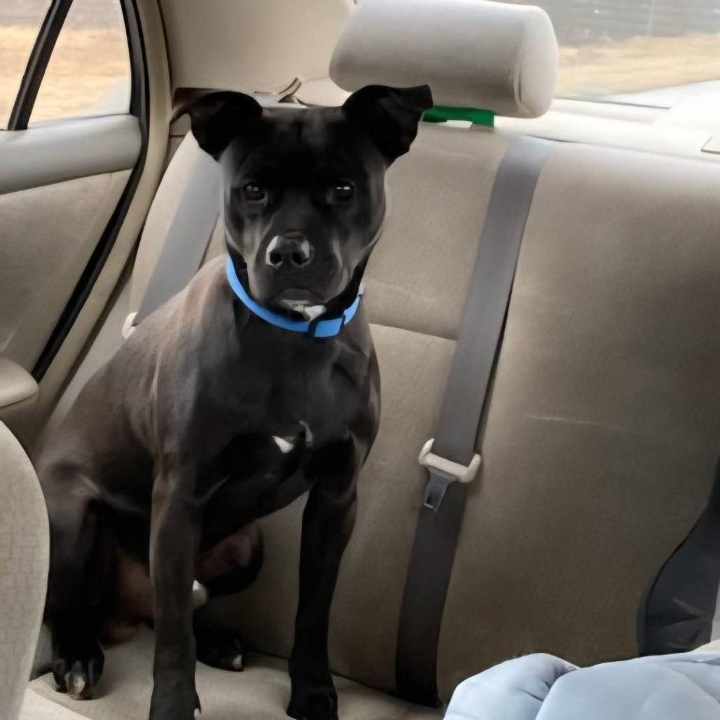 Enlarge Zoomer, a Adoptable Mixed Breed in Brookfield, MO image 2/2