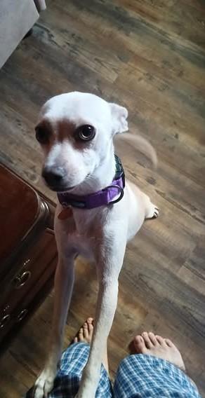 Enlarge Elli, a Adoptable Chihuahua in Chino valley, AZ image 1/1