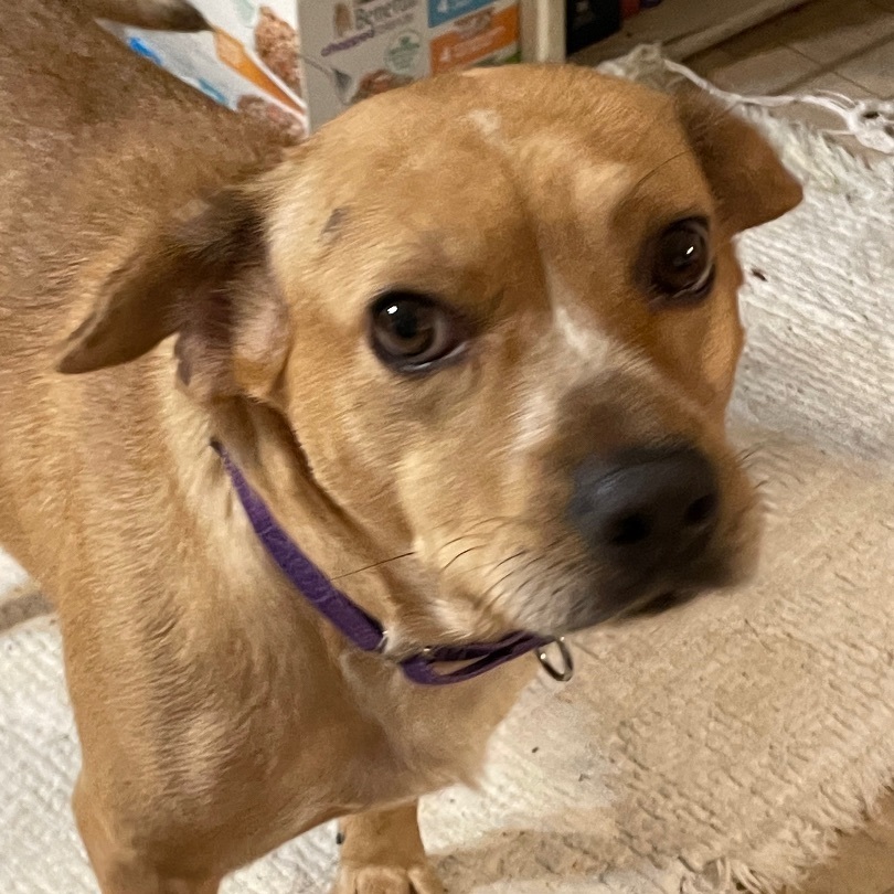Cinnamon, a Adoptable mixed breed in Mobile, AL image 5/7