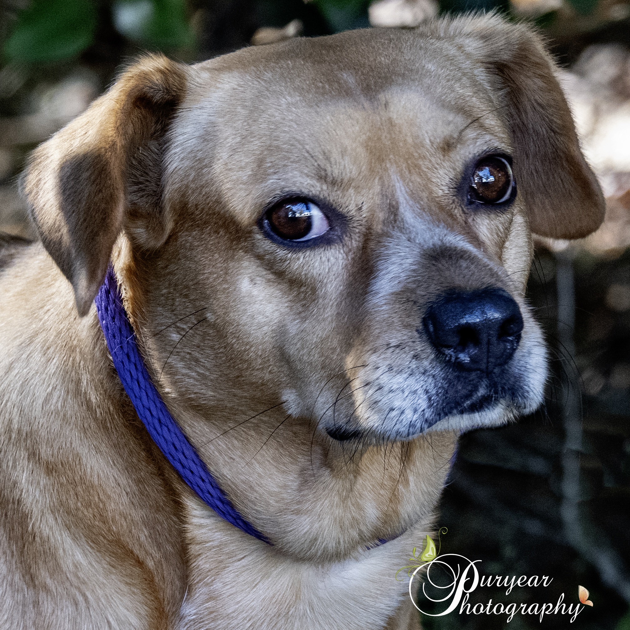 Cinnamon, a Adoptable mixed breed in Mobile, AL image 1/7