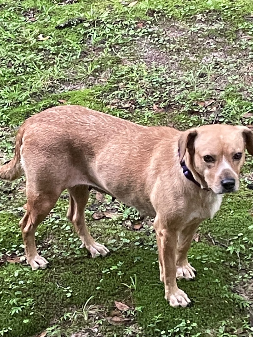 Enlarge Cinnamon, a Adoptable mixed breed in Mobile, AL image 7/7