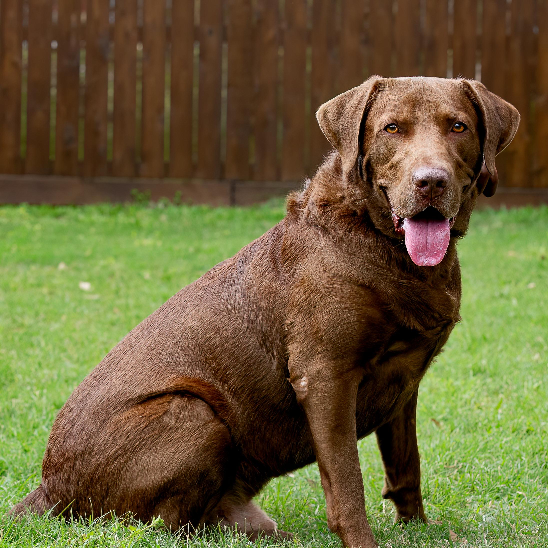 Enlarge Brew, an adopted Labrador Retriever in Tomball, TX image 1/1
