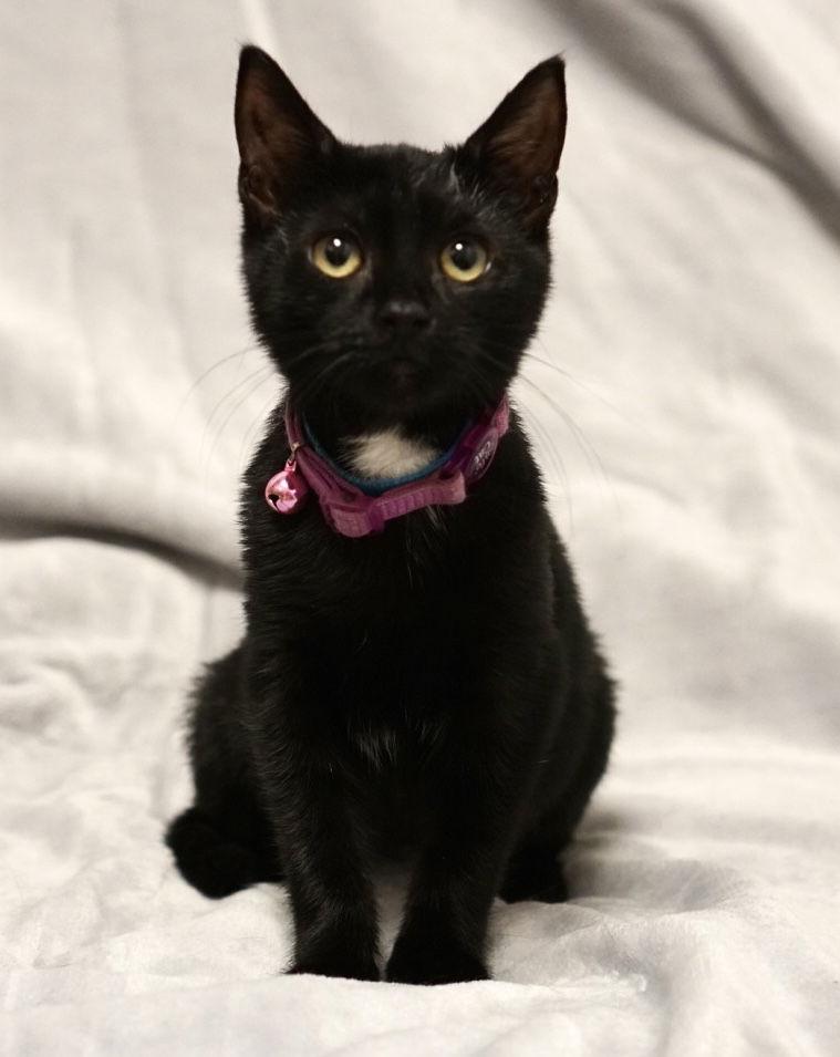 Washington, a Adopted Domestic Short Hair in Flushing, NY image 1/2