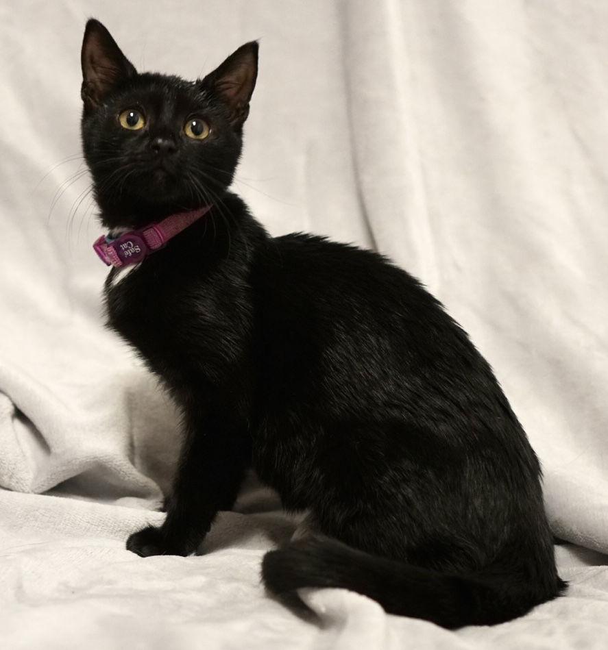 Washington, a Adopted Domestic Short Hair in Flushing, NY image 2/2