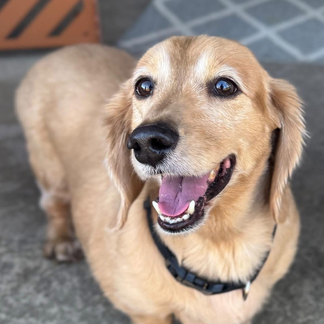 Walter & Eleanor - Bonded Pair , adopted, Adult Male Dachshund (Long Haired).
