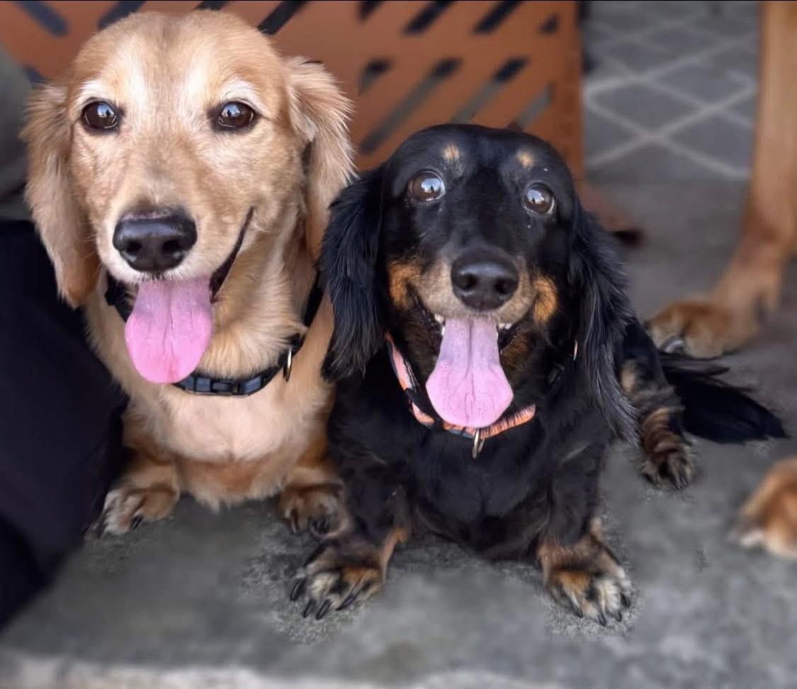Enlarge Walter & Eleanor - Bonded Pair , an adopted Dachshund (Long Haired) in Mendham, NJ image 2/5