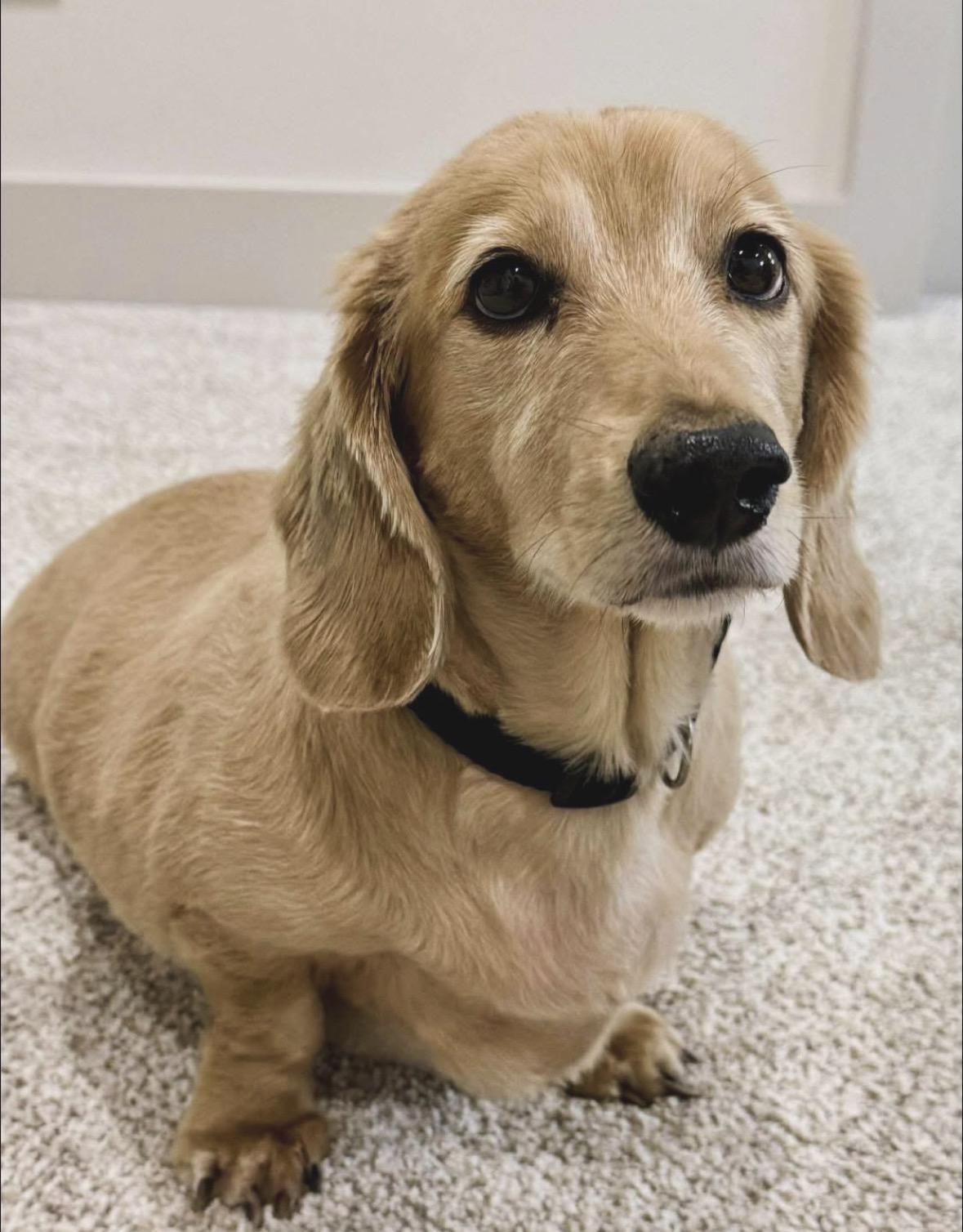 Enlarge Walter & Eleanor - Bonded Pair , an adopted Dachshund (Long Haired) in Mendham, NJ image 5/5