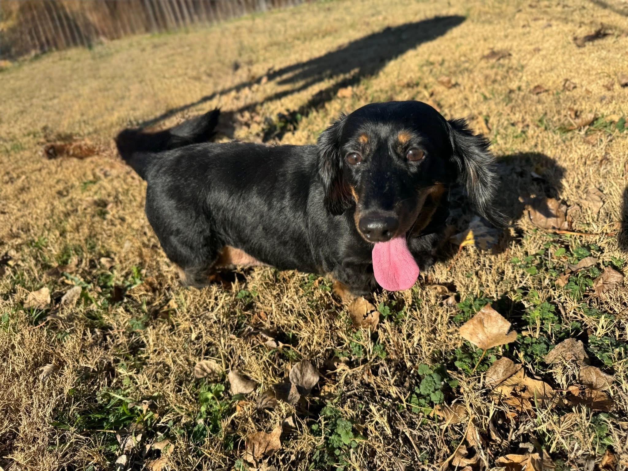 Enlarge Walter & Eleanor - Bonded Pair , an adopted Dachshund (Long Haired) in Mendham, NJ image 3/5