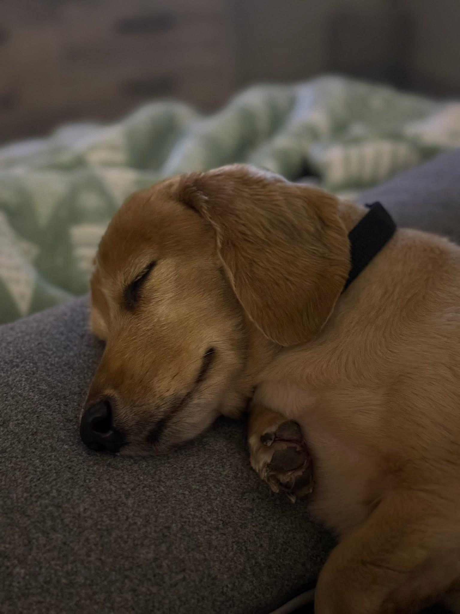 Enlarge Walter & Eleanor - Bonded Pair , an adopted Dachshund (Long Haired) in Mendham, NJ image 4/5