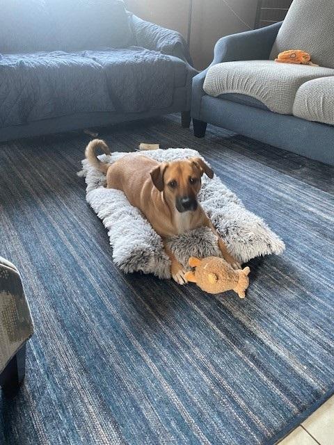 Enlarge Antheia (Teya), a ADOPTABLE mixed breed in Huntington, NY image 3/3