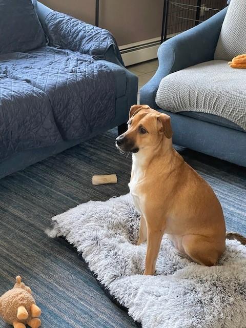 Antheia (Teya), a ADOPTABLE mixed breed in Huntington, NY image 2/2