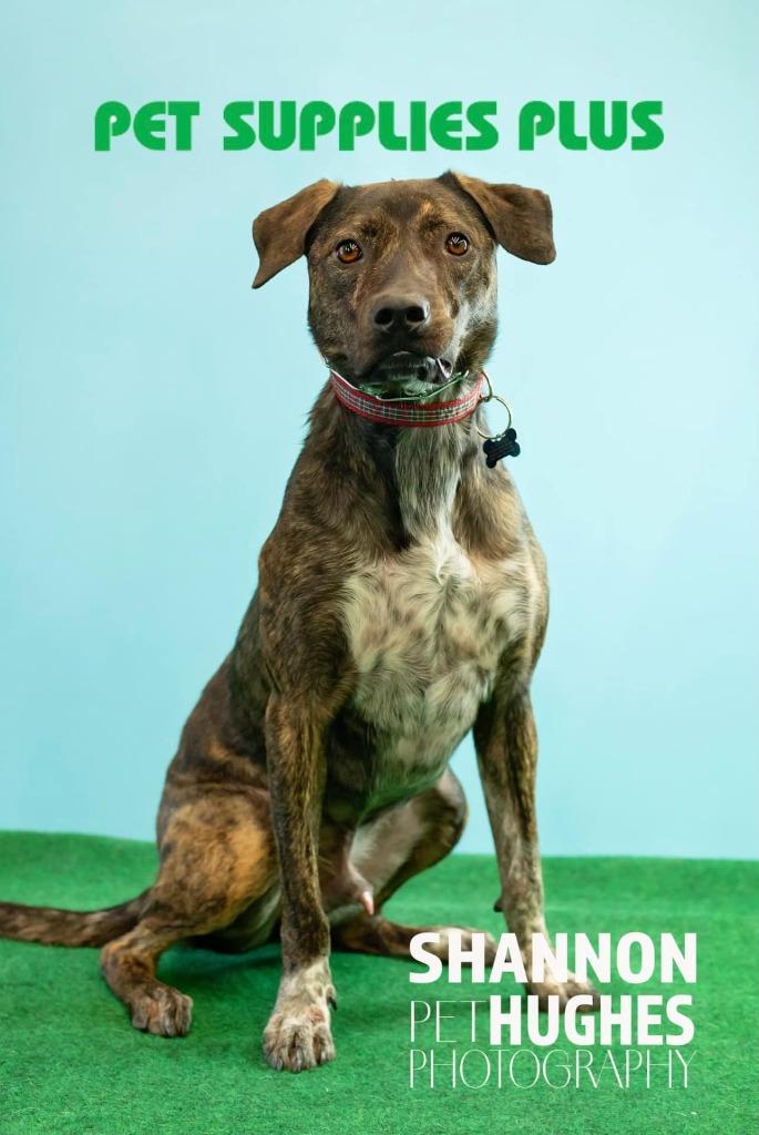 Midnight aka Milo, a Adoptable mixed breed in Macon, GA image 2/6