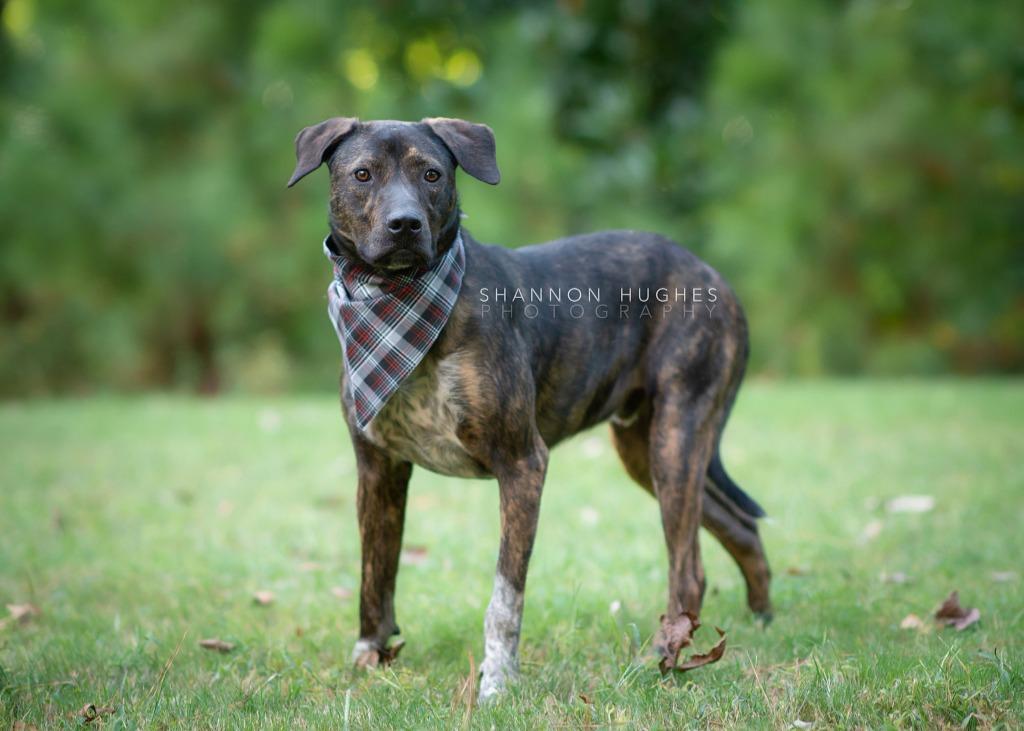 Midnight aka Milo, a Adoptable mixed breed in Macon, GA image 3/6