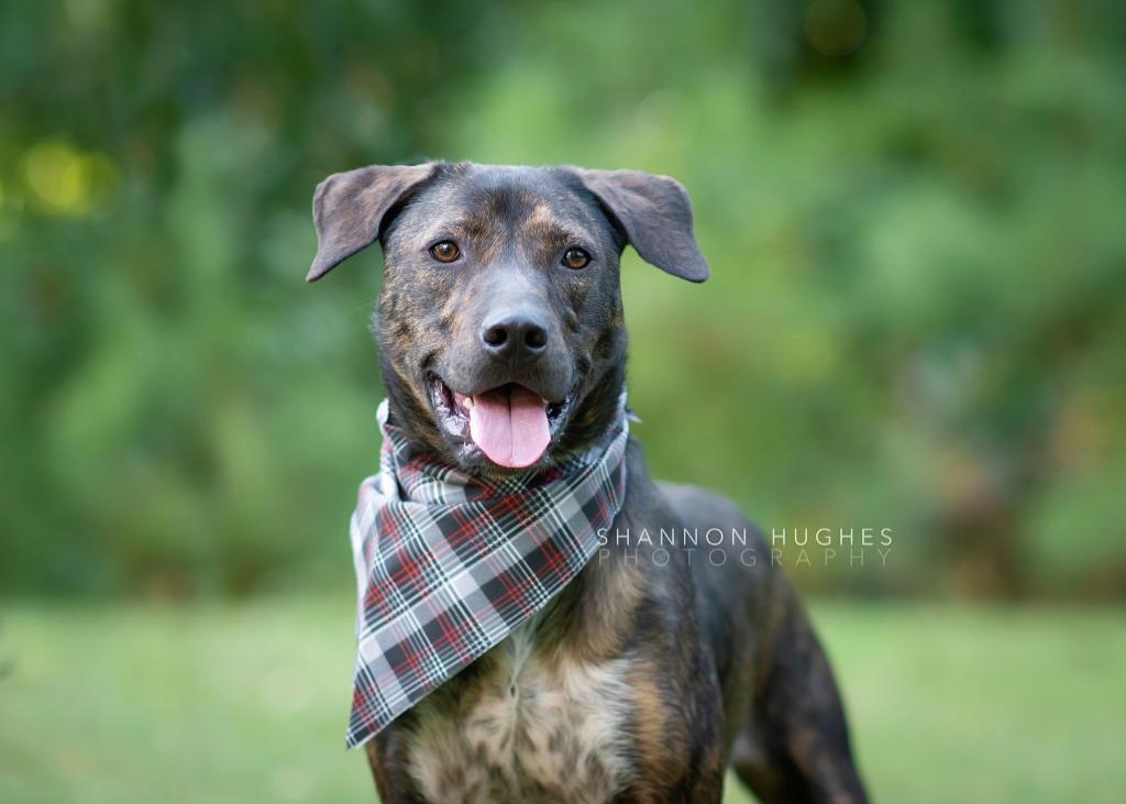 Midnight aka Milo, a Adoptable mixed breed in Macon, GA image 4/6