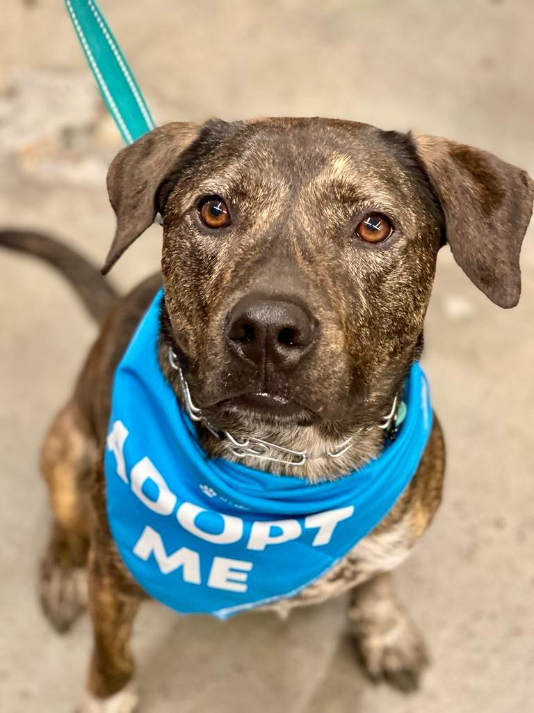 Enlarge Midnight aka Milo, a Adoptable mixed breed in Macon, GA image 6/6