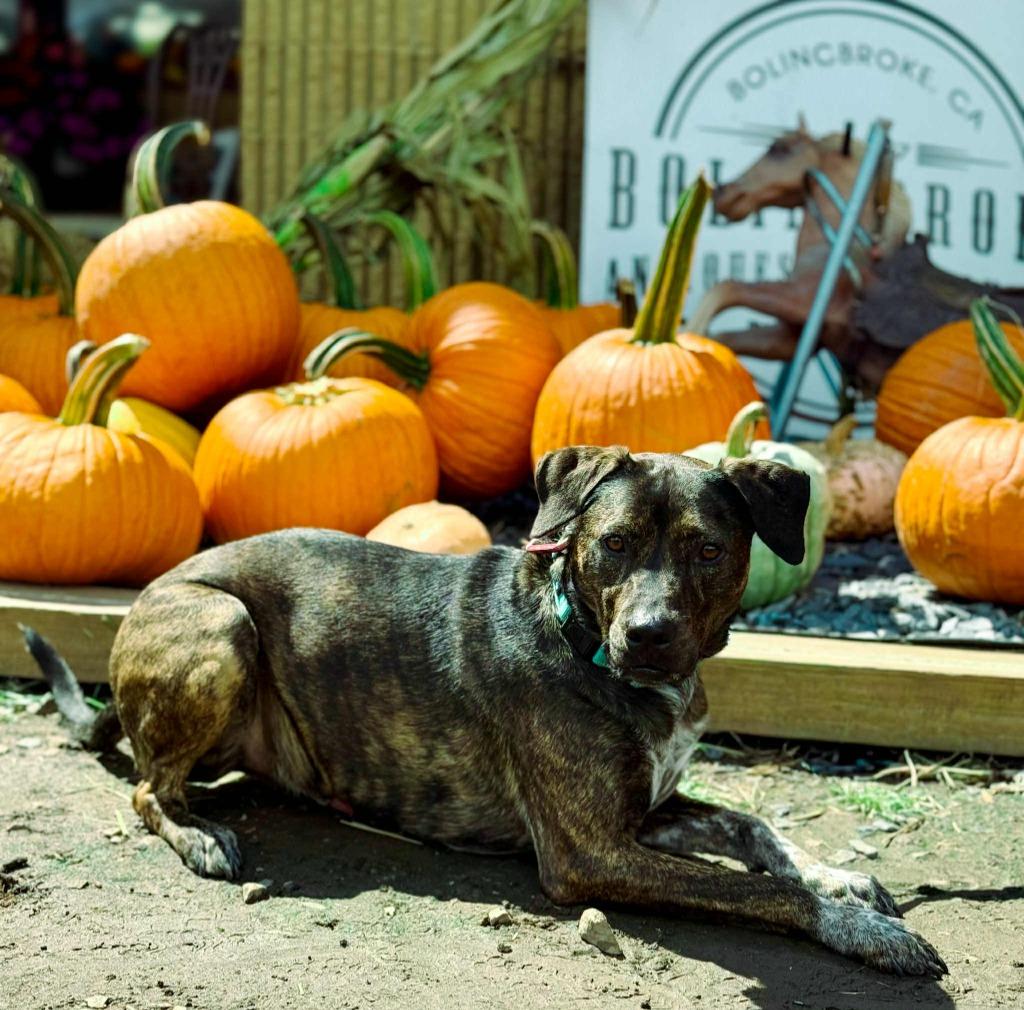 Midnight aka Milo, a Adoptable mixed breed in Macon, GA image 5/6