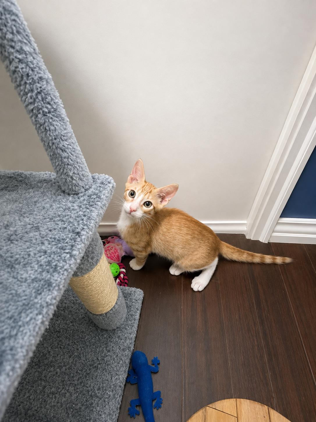Enlarge Thomas and Adelaide, a Adoptable Domestic Short Hair in Houston, TX image 4/6