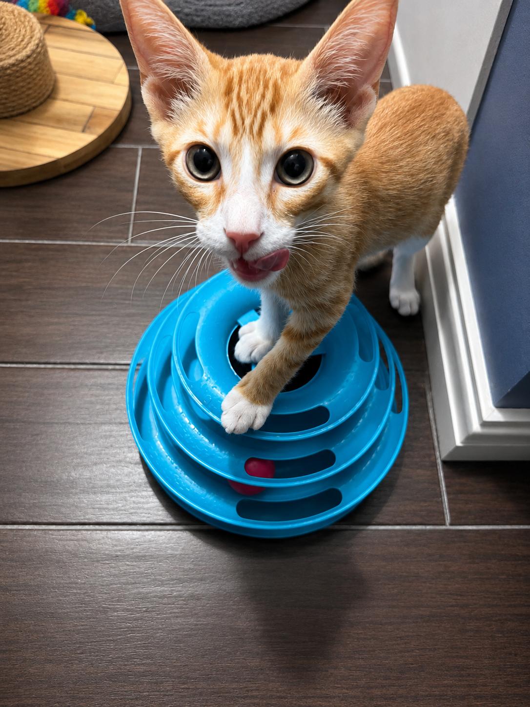 Enlarge Thomas and Adelaide, a Adoptable Domestic Short Hair in Houston, TX image 3/6
