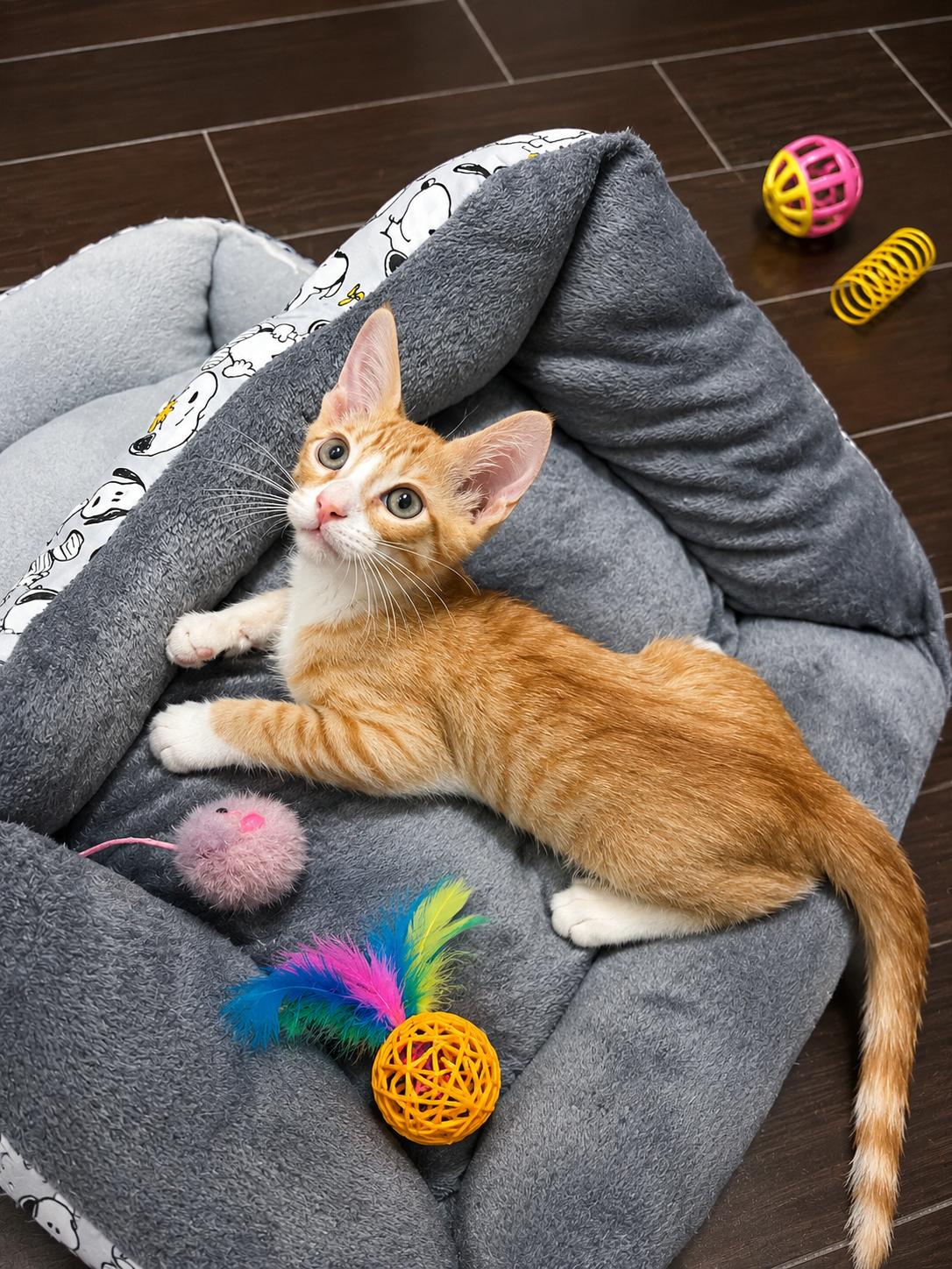 Enlarge Thomas and Adelaide, a Adoptable Domestic Short Hair in Houston, TX image 2/6