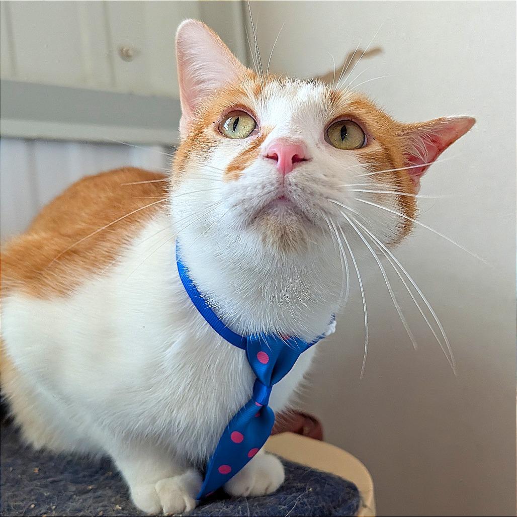 Romulus, Adoptable, Adult Male Domestic Short Hair.