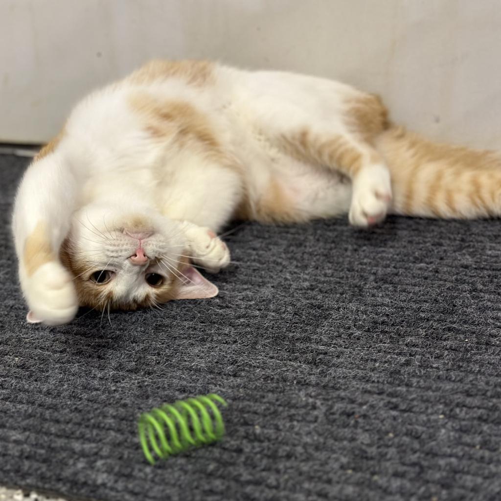 Enlarge Romulus, a Adoptable Domestic Short Hair in Nowata, OK image 2/6