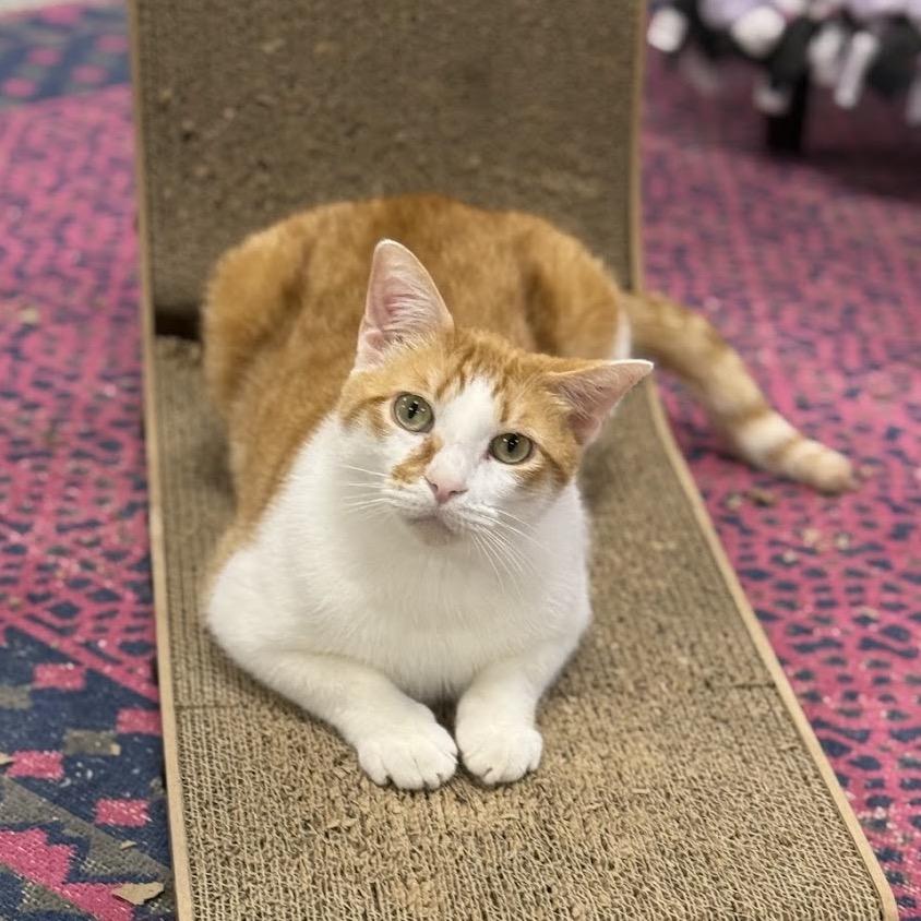 Enlarge Romulus, a Adoptable Domestic Short Hair in Nowata, OK image 3/6