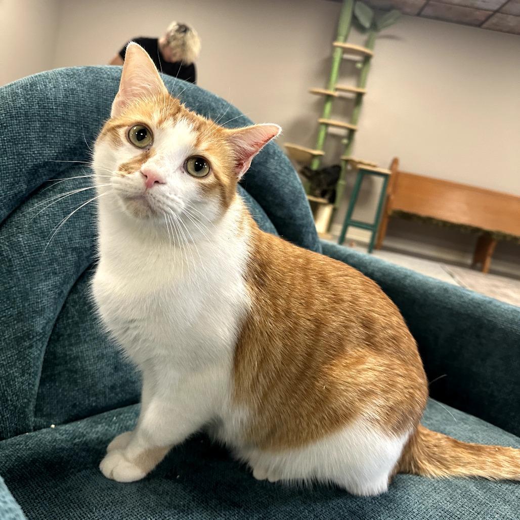 Enlarge Romulus, a Adoptable Domestic Short Hair in Nowata, OK image 5/6