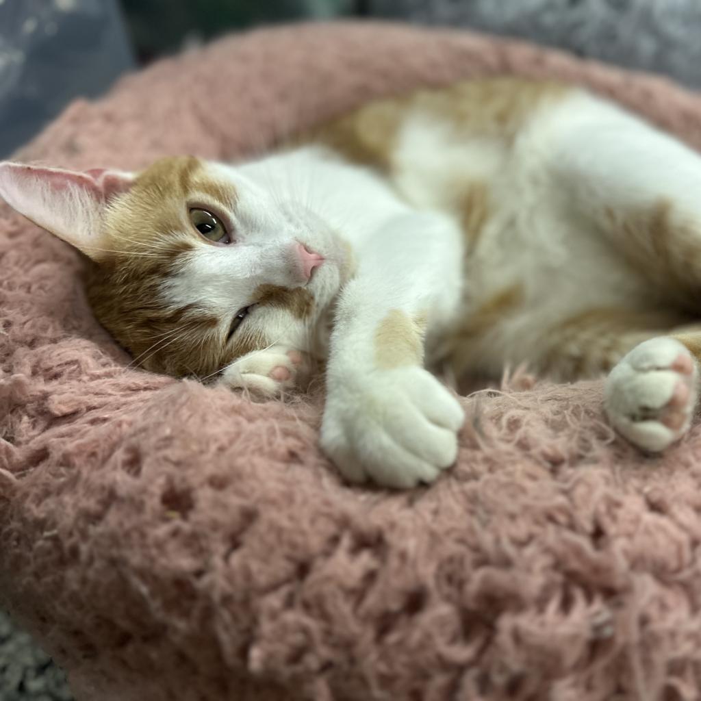 Enlarge Romulus, a Adoptable Domestic Short Hair in Nowata, OK image 6/6