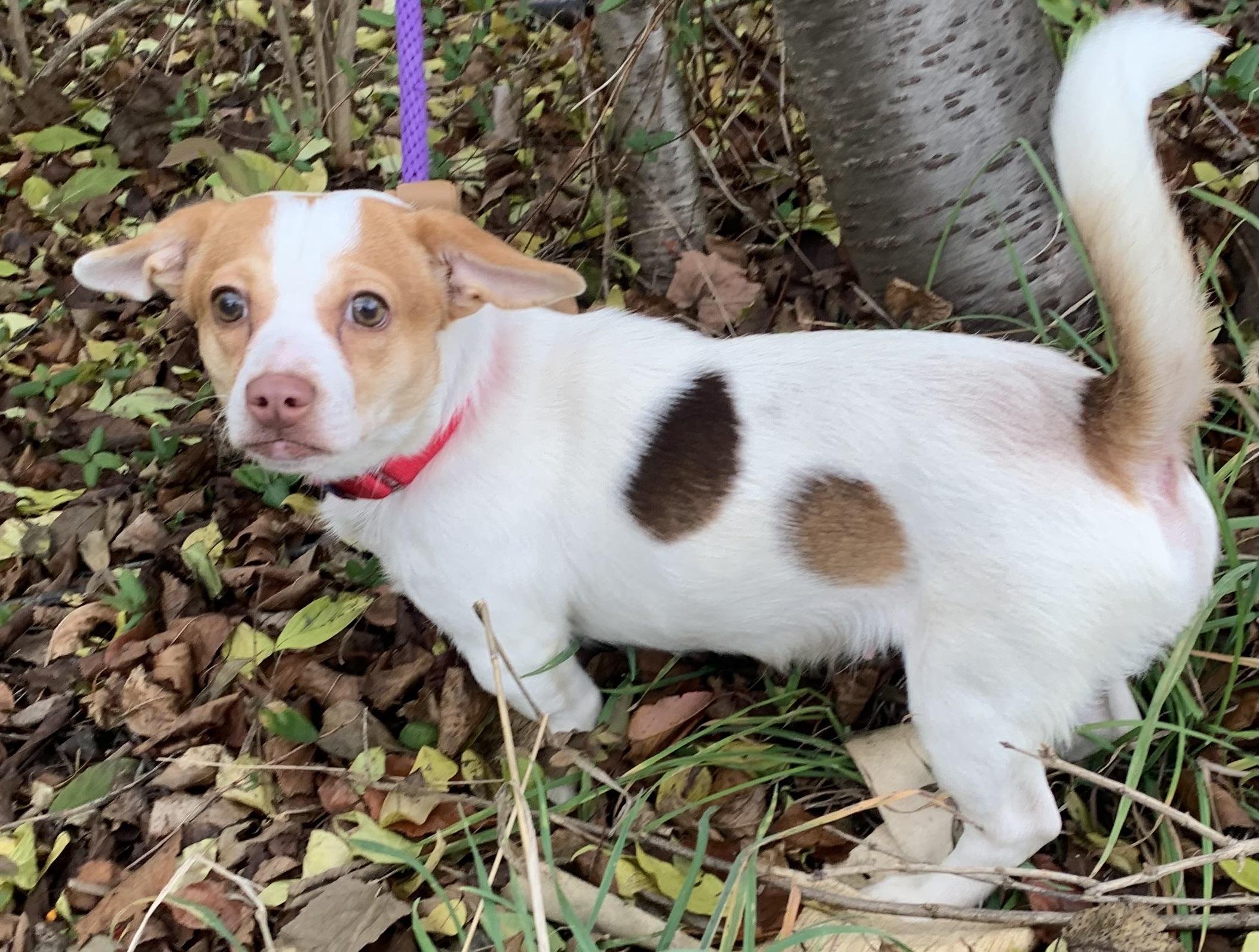 Tinsel, adoptable, Adult Female Chihuahua & Corgi.