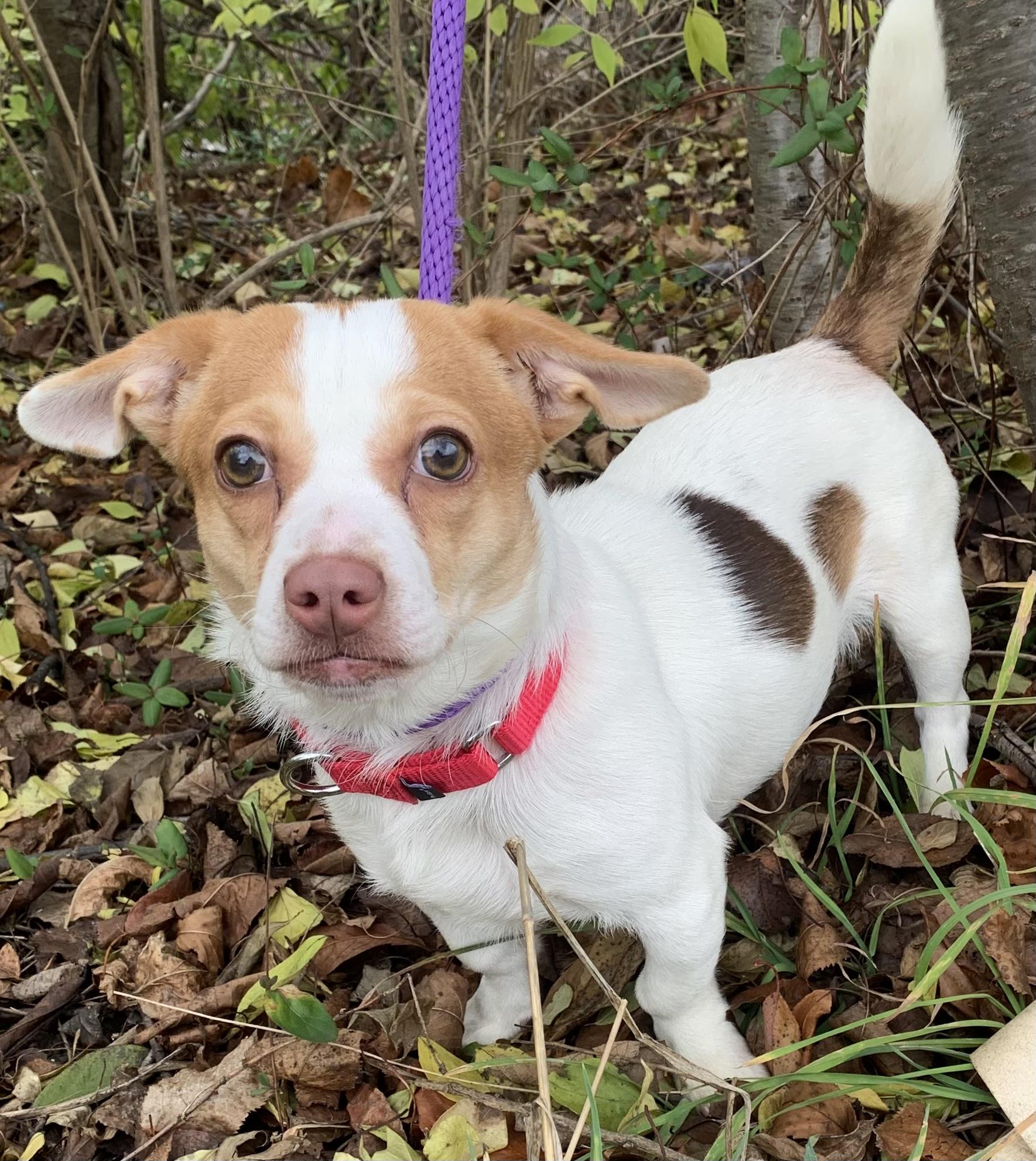 Enlarge Tinsel, an adoptable mixed breed in McKeesport, PA image 3/6