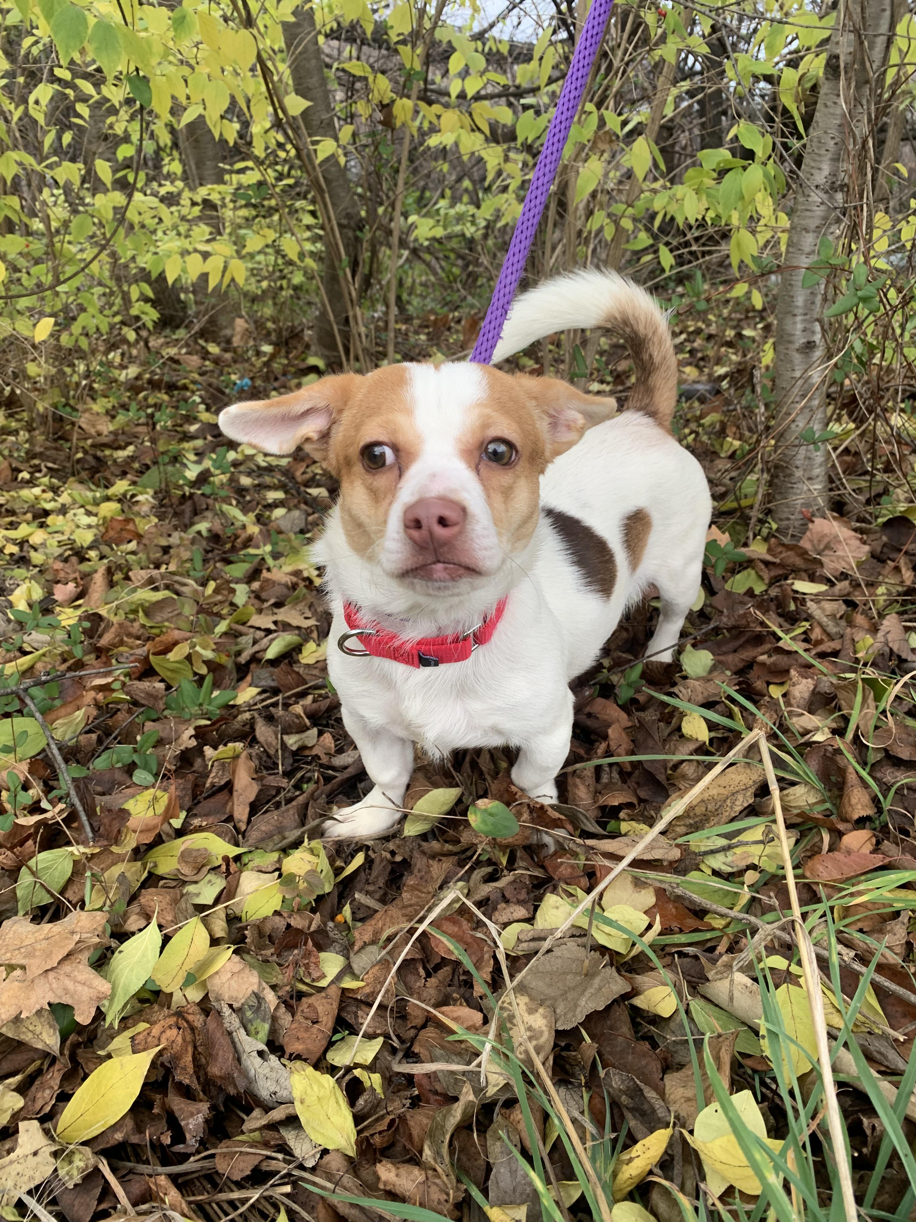 Enlarge Tinsel, an adoptable mixed breed in McKeesport, PA image 4/6