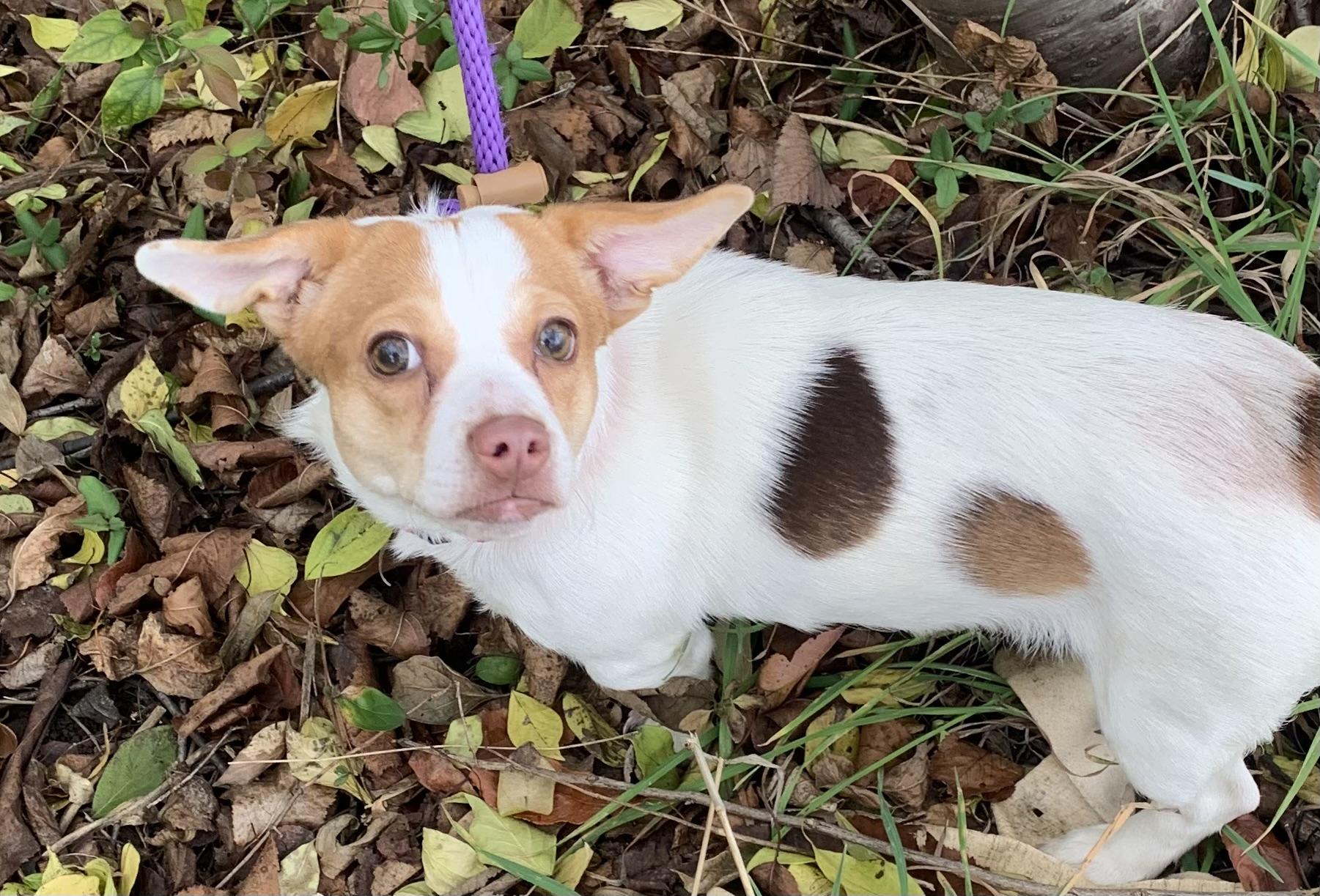 Enlarge Tinsel, an adoptable mixed breed in McKeesport, PA image 5/6