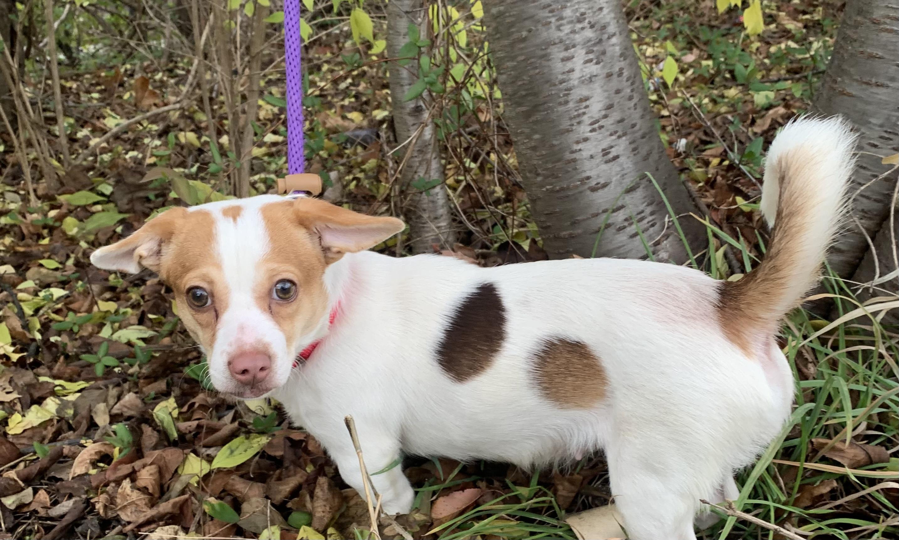 Enlarge Tinsel, an adoptable mixed breed in McKeesport, PA image 6/6