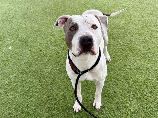 RUSSELL, Adoptable, Adult Male Pit Bull Terrier.