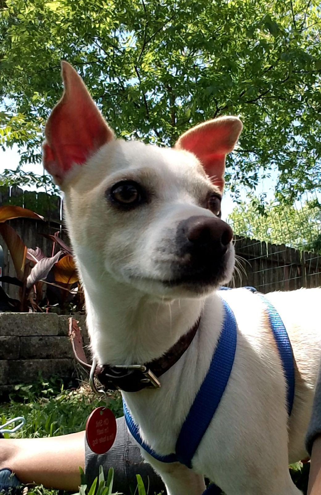 Enlarge Renelso OR7990-T, a Adoptable mixed breed in Beaverton, OR image 1/6