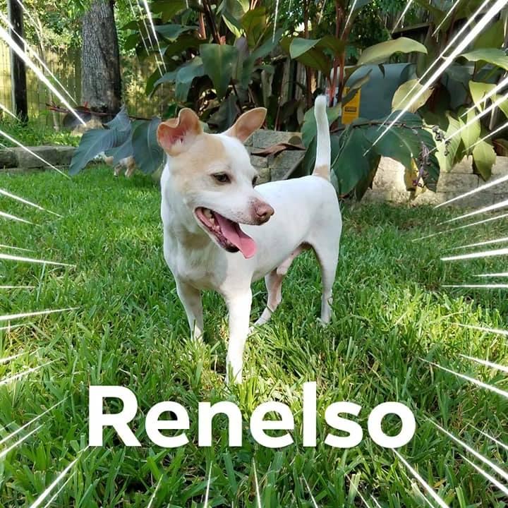 Enlarge Renelso OR7990-T, a Adoptable mixed breed in Beaverton, OR image 2/6