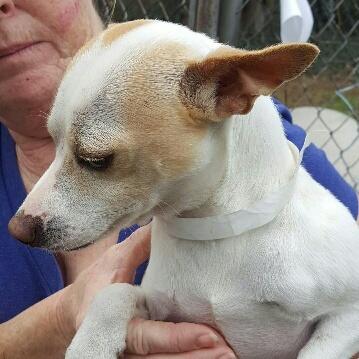 Enlarge Renelso OR7990-T, a Adoptable mixed breed in Beaverton, OR image 3/6