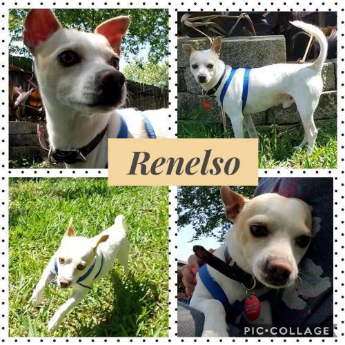 Enlarge Renelso OR7990-T, a Adoptable mixed breed in Beaverton, OR image 4/6