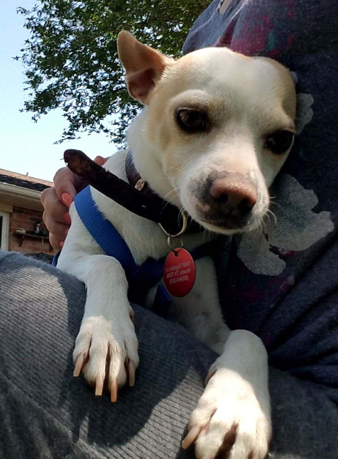 Enlarge Renelso OR7990-T, a Adoptable mixed breed in Beaverton, OR image 5/6