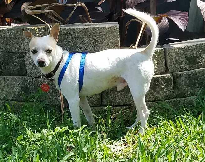 Enlarge Renelso OR7990-T, a Adoptable mixed breed in Beaverton, OR image 6/6