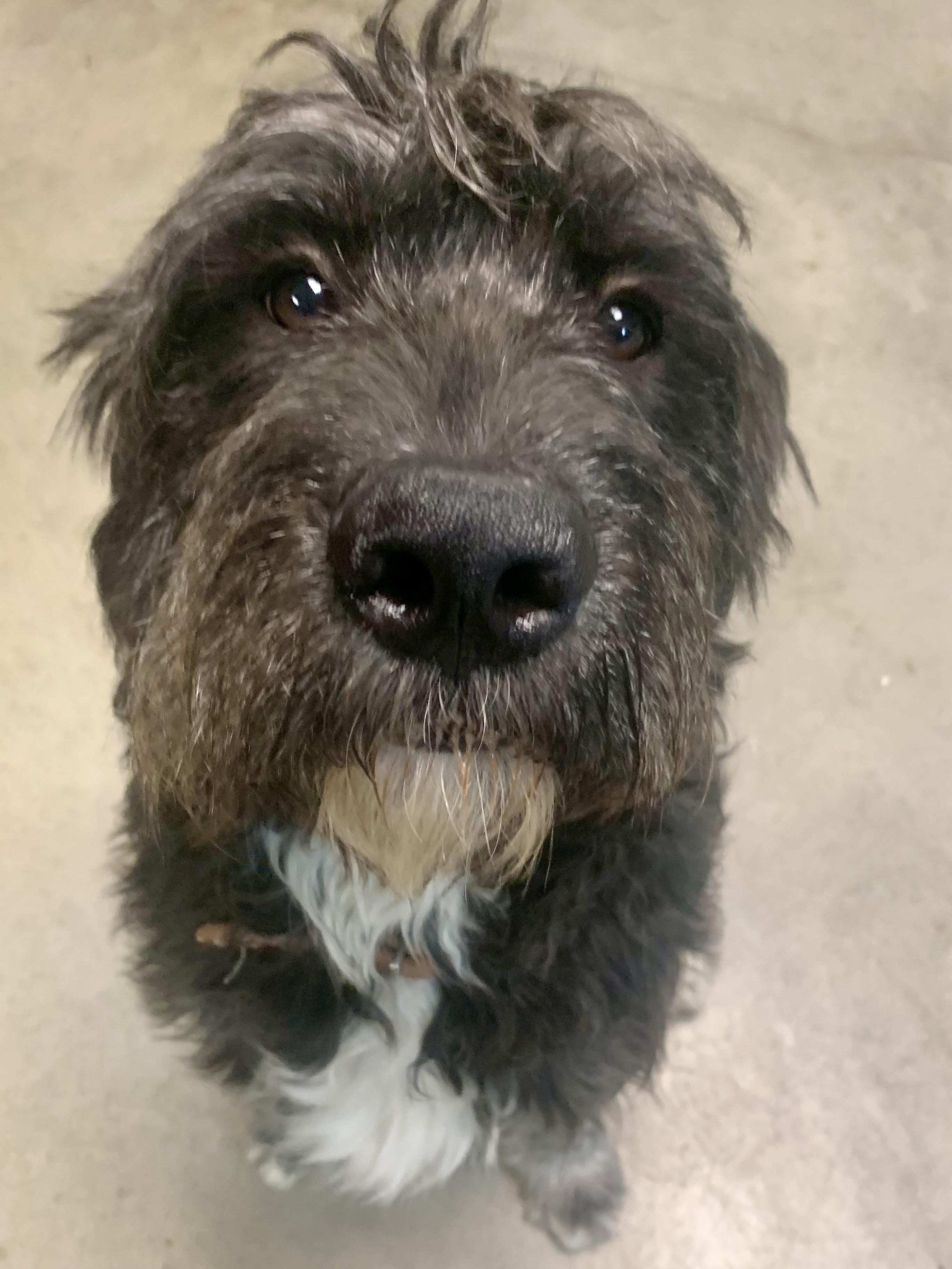 MistyLynn, a ADOPTABLE mixed breed in Richmond, VA image 1/3