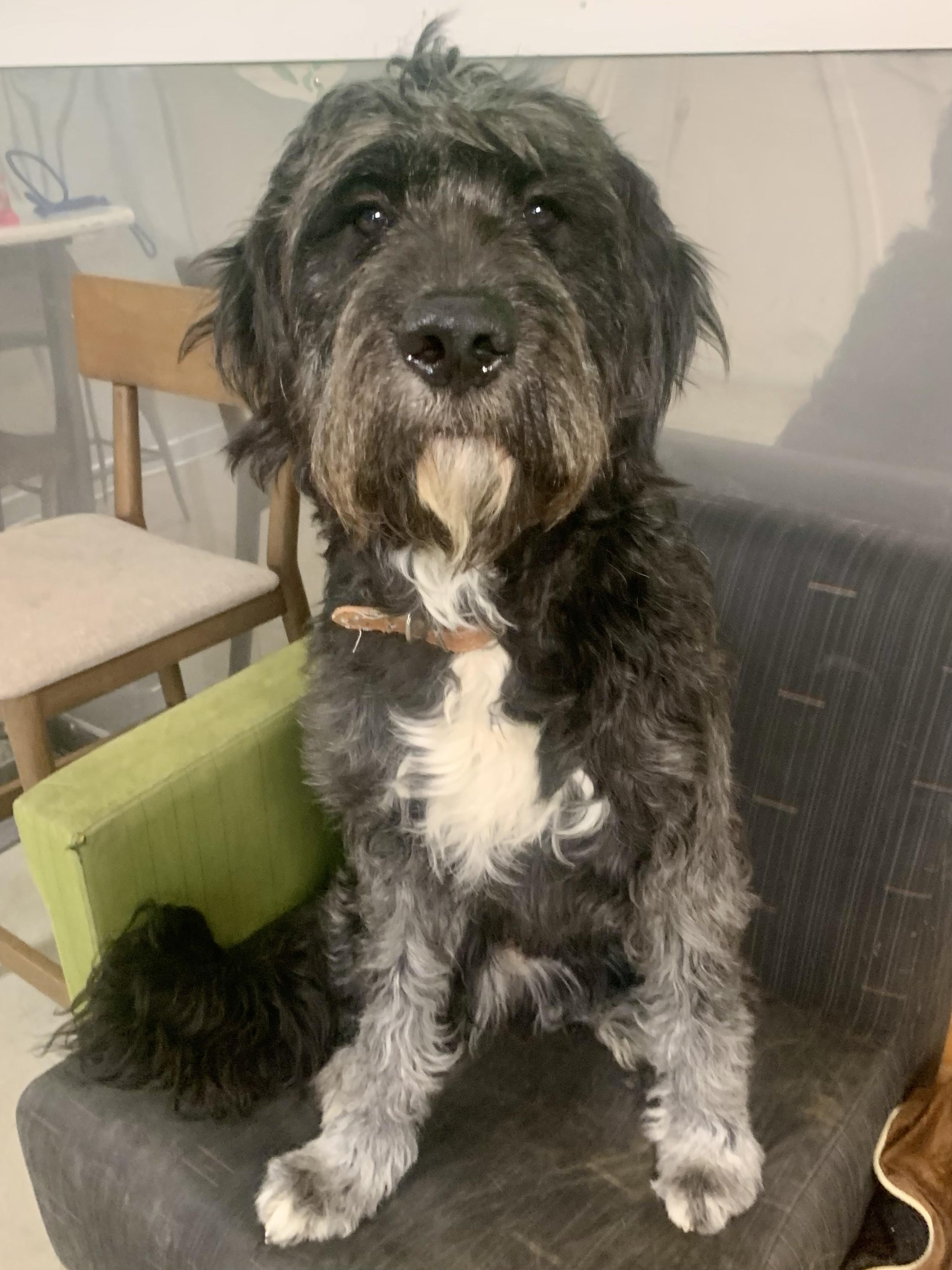 MistyLynn, a ADOPTABLE mixed breed in Richmond, VA image 2/3