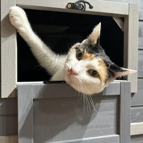 Enlarge Selena, a ADOPTABLE Domestic Short Hair in East Brunswick, NJ image 5/6