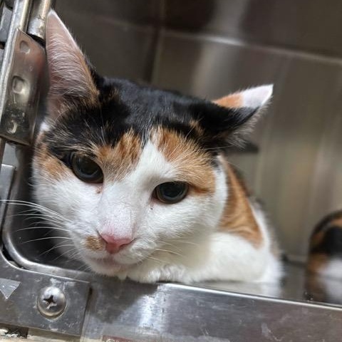 Enlarge Selena, a ADOPTABLE Domestic Short Hair in East Brunswick, NJ image 3/6