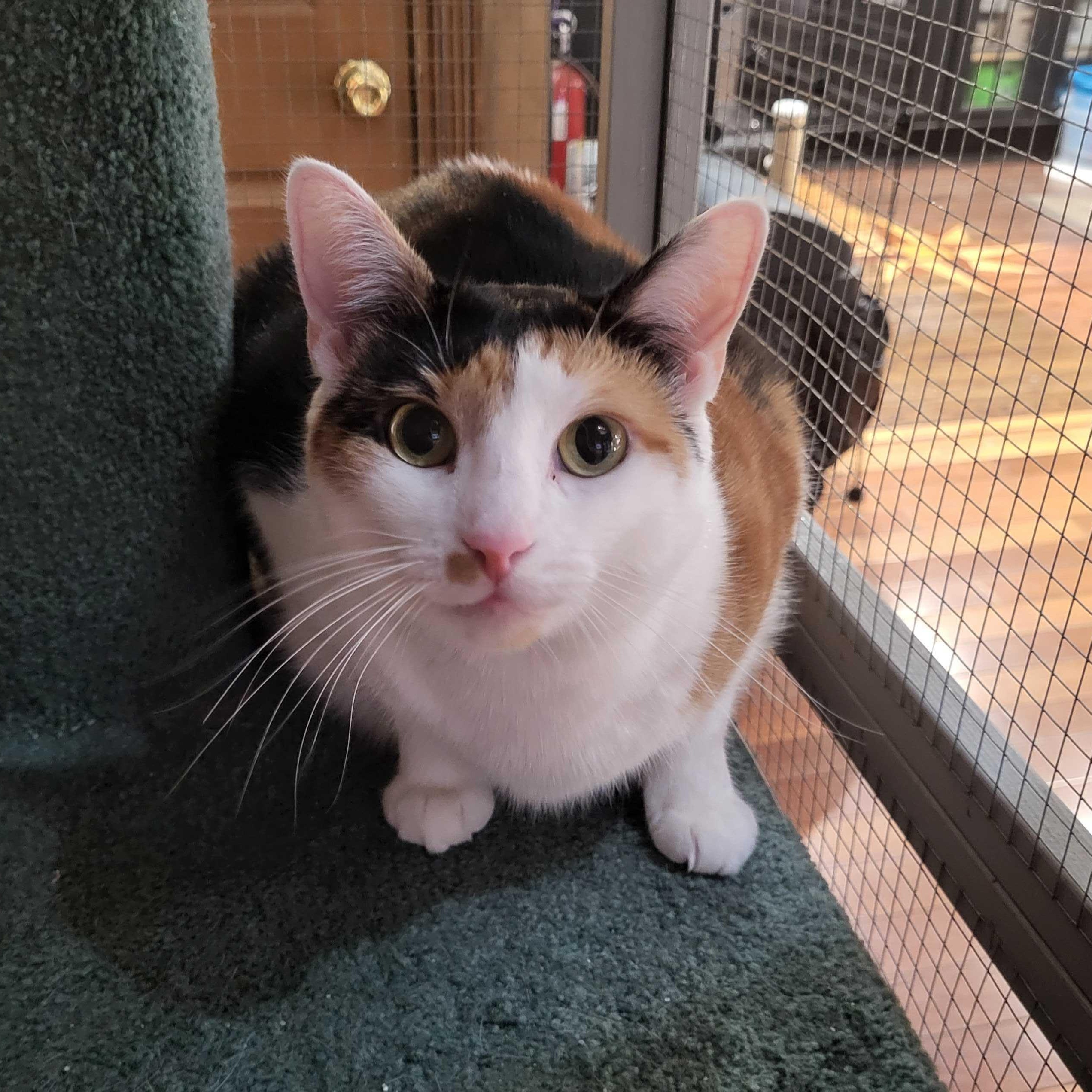 Enlarge Selena, a ADOPTABLE Domestic Short Hair in East Brunswick, NJ image 2/6