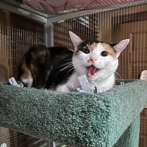 Enlarge Selena, a ADOPTABLE Domestic Short Hair in East Brunswick, NJ image 1/6