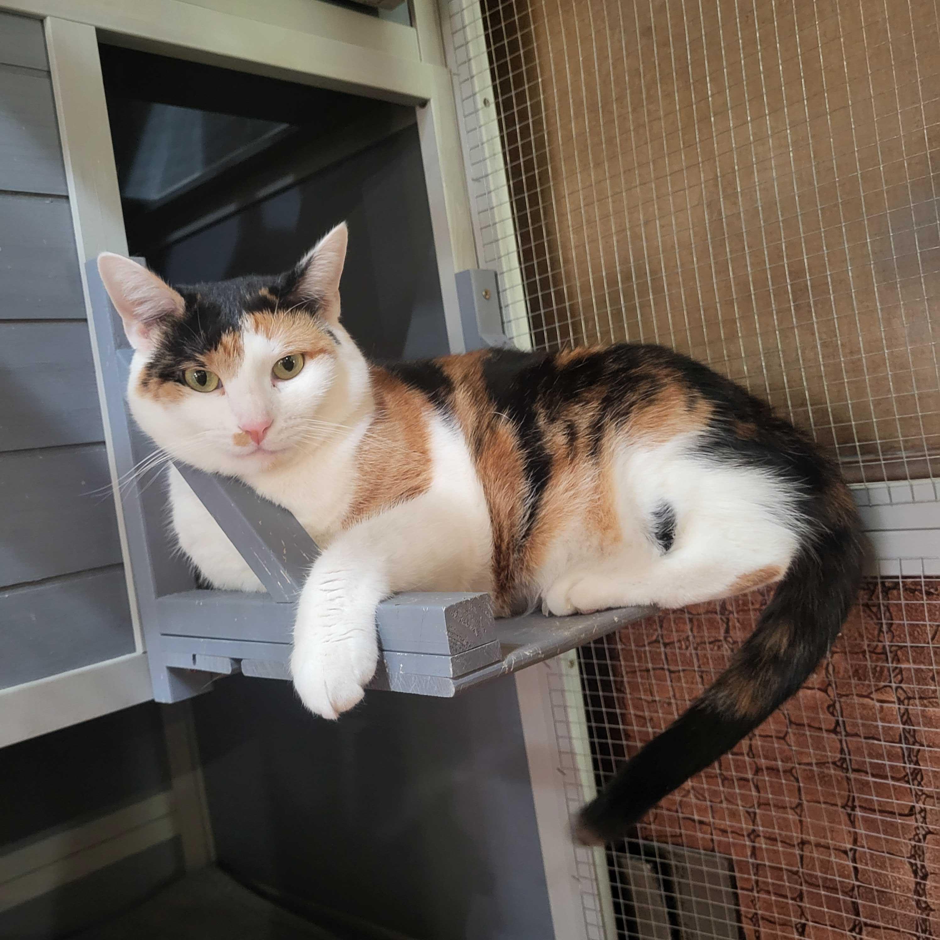 Enlarge Selena, a ADOPTABLE Domestic Short Hair in East Brunswick, NJ image 6/6