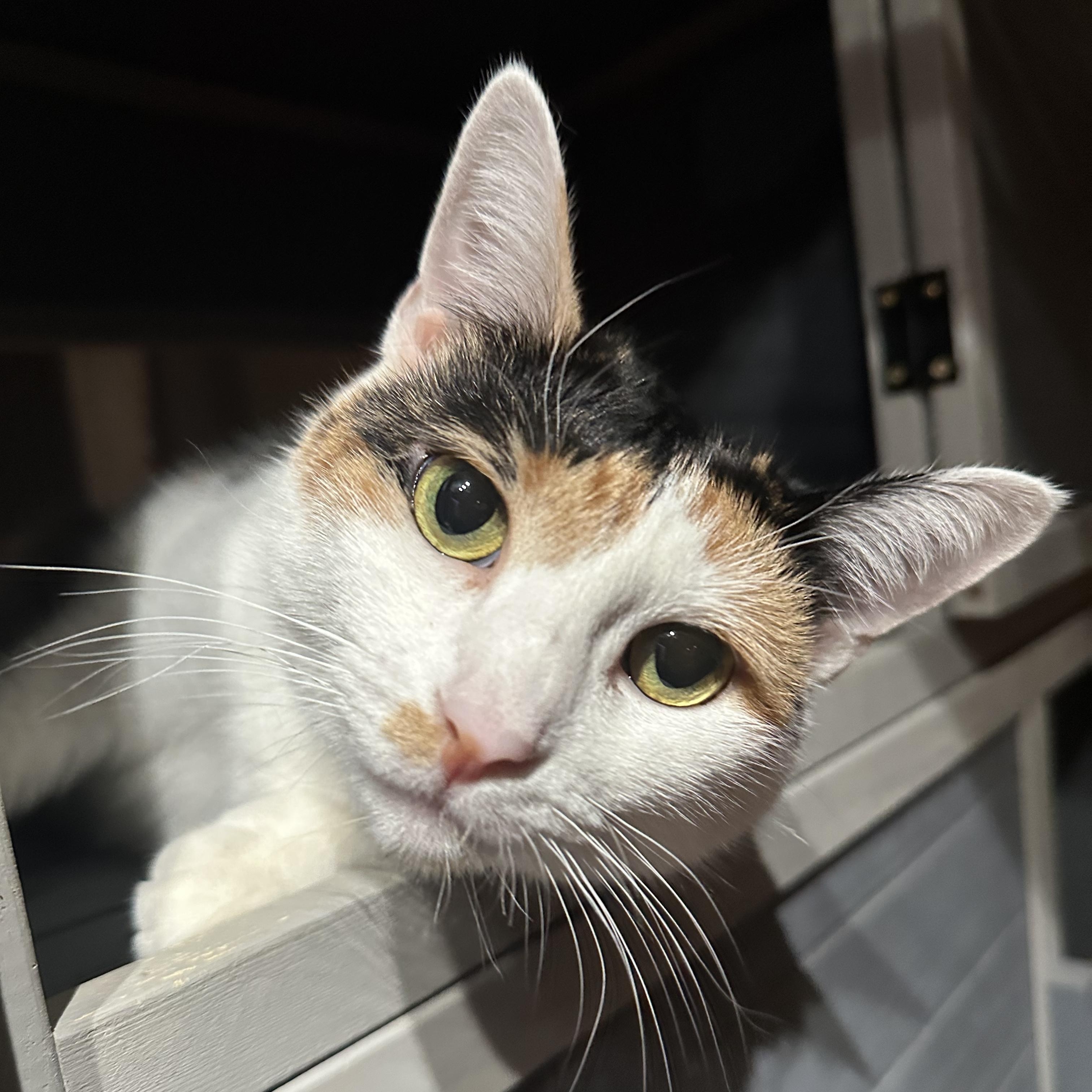 Enlarge Selena, a Adoptable Domestic Short Hair in East Brunswick, NJ image 6/6